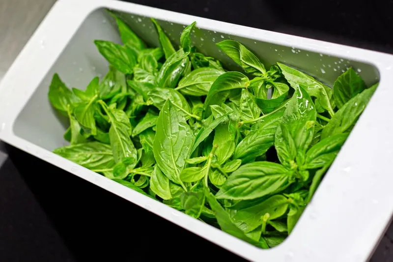 Basil Tincture Recipe (Or) - Herbal Drink From Basil