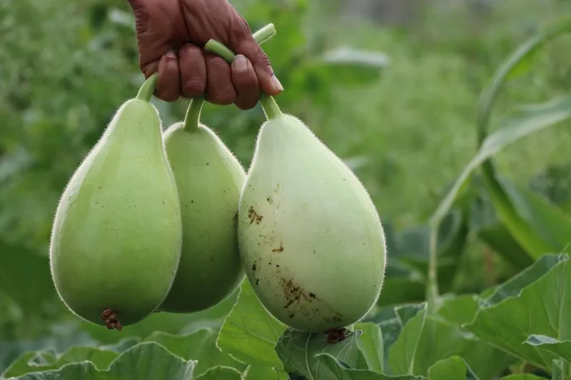 Lauki Ka Salan Recipe - Bottle Gourd Salan Recipe — photo 2