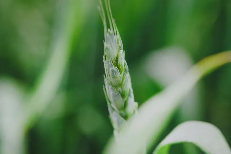 Wheat Grass Shikanji - Wheat Grass Lemonade Recipe — photo 2