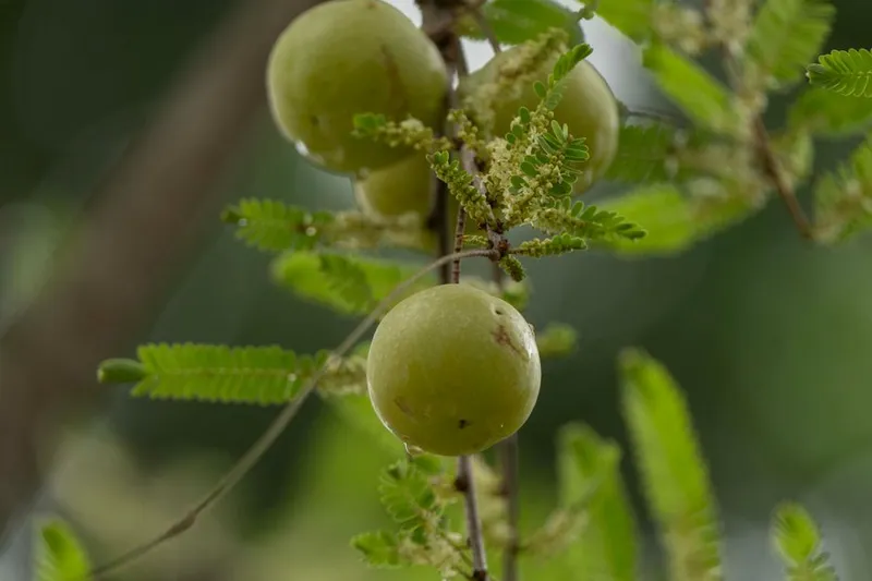 Nellikai Oorugai / Amla Sambhario Recipe (Instant Gooseberry Piccile Recipe)
