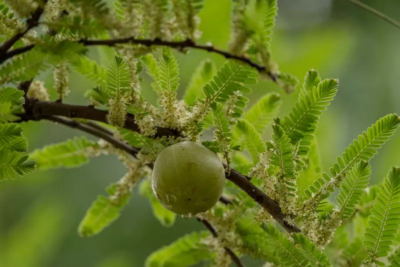Nellikai Oorugai / Amla Sambhario Recipe (Instant Gooseberry Piccile Recipe) — photo 2