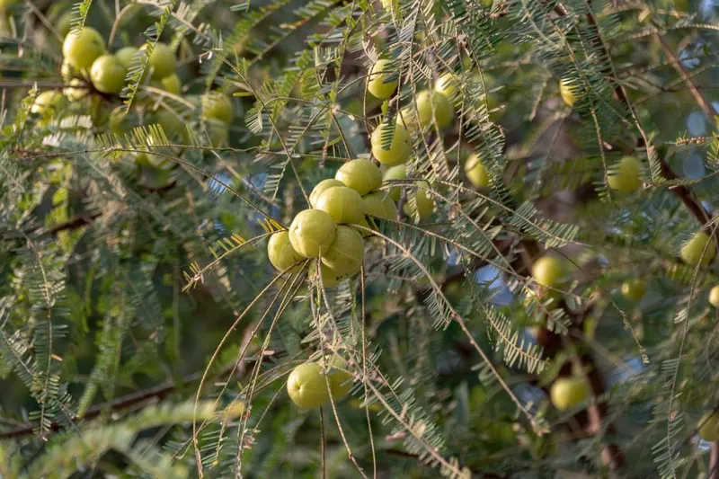 Nendra Pazham Pulissery Recipe - Ayurvedic Recipe
