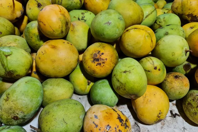 Pacha Manga Pachadi Recipe - Raw Mango Pachadi — photo 2