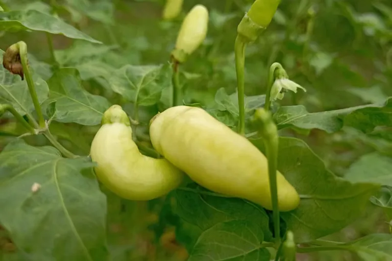 Green Chilli Vegetable Recipe (Green Chilli Vegetable) — photo 2