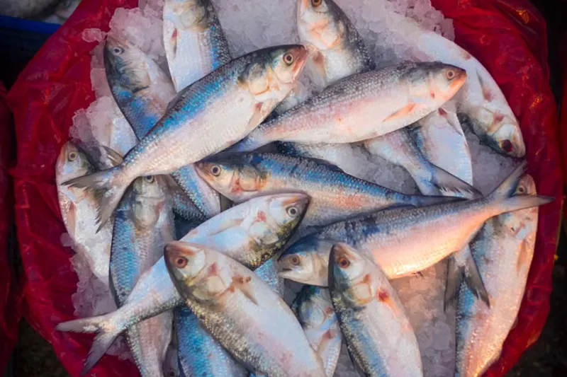 Ilish Pulao Recipe - Bengali Style Hilsa Fish Pilaf — photo 2