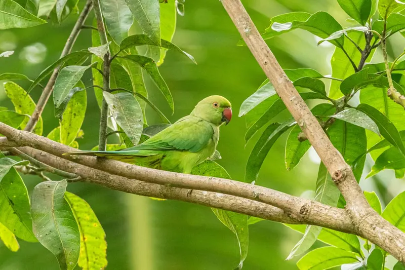 Malabar Parrot Recipe - Kerala Parrot Recipe