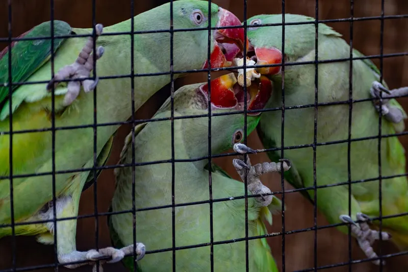 Malabar Parrot Recipe - Kerala Parrot Recipe — photo 2