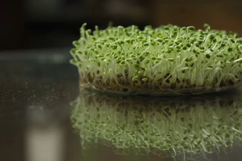 Cherupair Thoran Recipe - Kerala Steel Green Gram Vegetable — photo 2