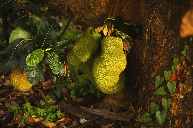 Raw Jackfruit Poriyal Recipe - South Indian Raw Jackfruit Stir Fry