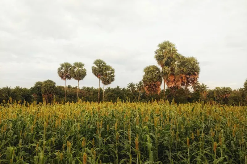 Foxtail Millet Nippattu Recipe — photo 2
