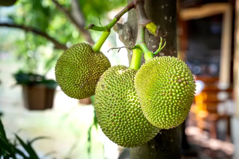 Kerala Style Chakkakuru Mezhukkupuratti Recipe-Jackfruit Seed Poriyal