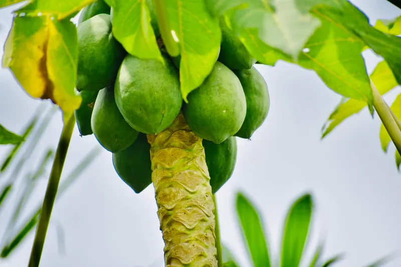 Raw Papaya Mor Kootu Recipe - Ayurvedic No Onion No Garlic Recipe — photo 2