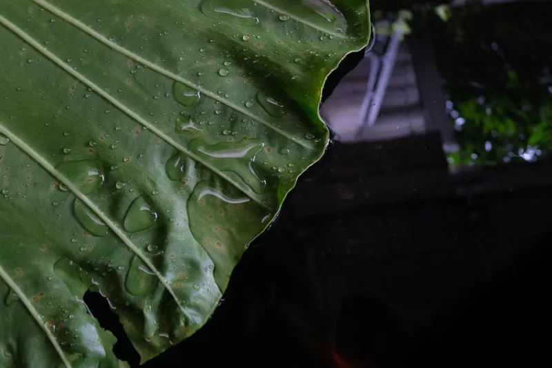 Arbi Ke Patte Ke Pakode - Colocasia Leaf Rolls Recipe
