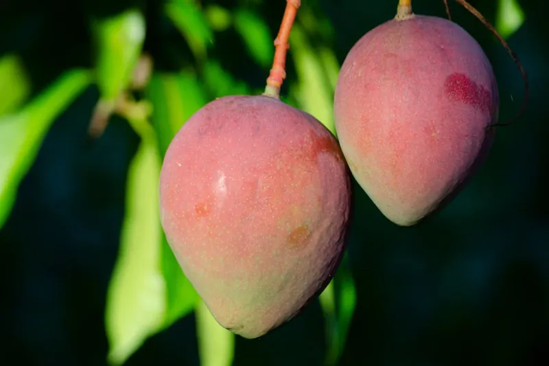 Mambazha Mor Kuzhambu Recipe - Ripe Mango Mor Kuzhambu — photo 2