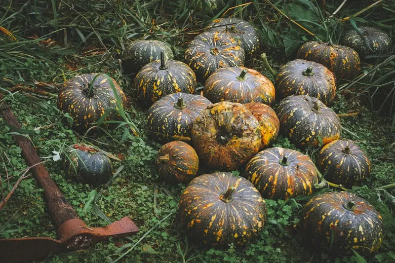 Nagaland Style Pumpkin Ombal Recipe - Nagaland Style Pumpkin Oambal Recipe — photo 2