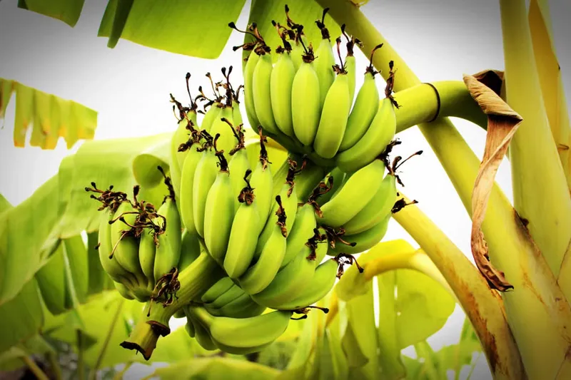 Karwar Style Kelya Sasav Recipe-Ripened Banana Relish